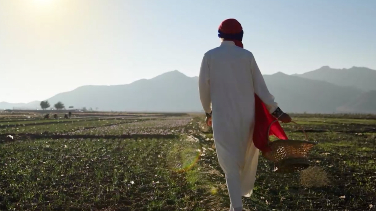 زعفران گلستان